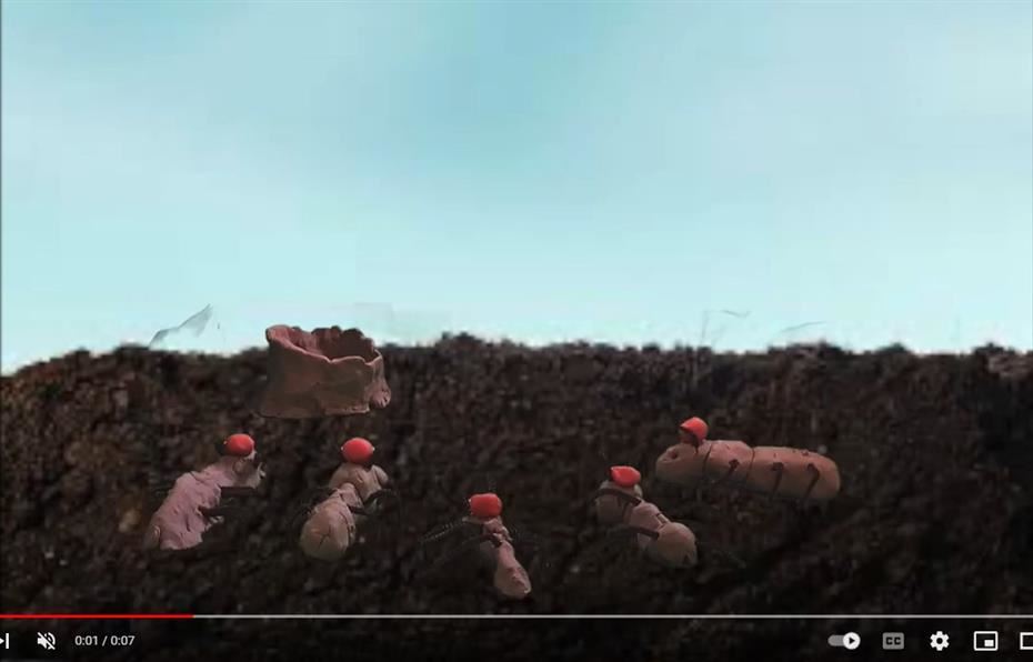 Kids Ants Video
